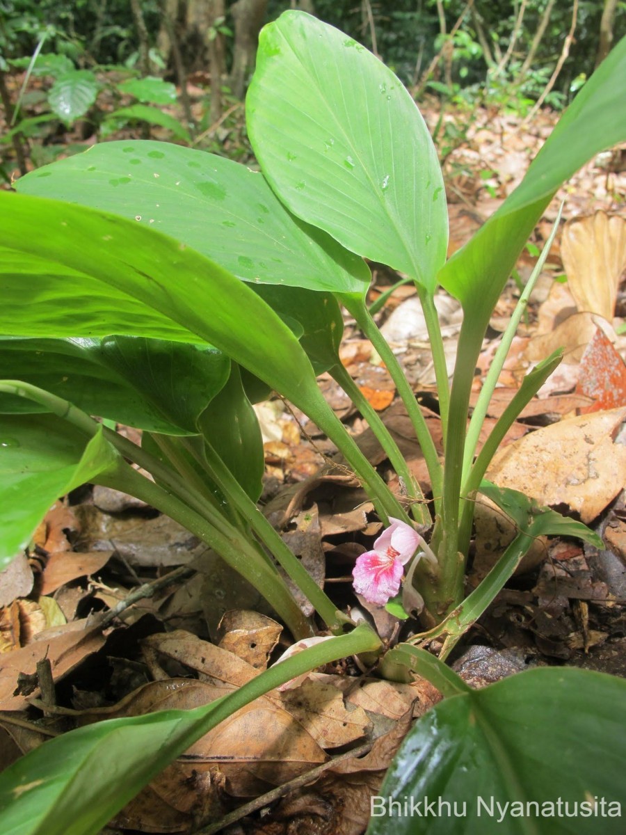 Boesenbergia rotunda (L.) Mansf.